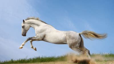 rüyada beyaz atın koştuğunu görmek
